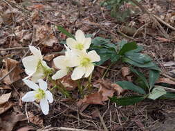 Image of black hellebore