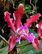 Plancia ëd Cattleya schilleriana Rchb. fil.