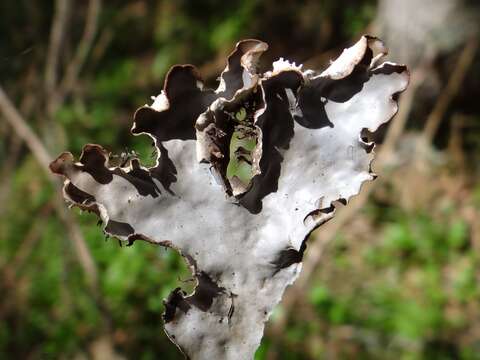 Image of Field dog-lichen;   Felt lichen