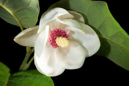 Image of Magnolia sieboldii K. Koch