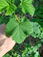 Image of Red Currant