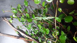 Image of African praying mantis