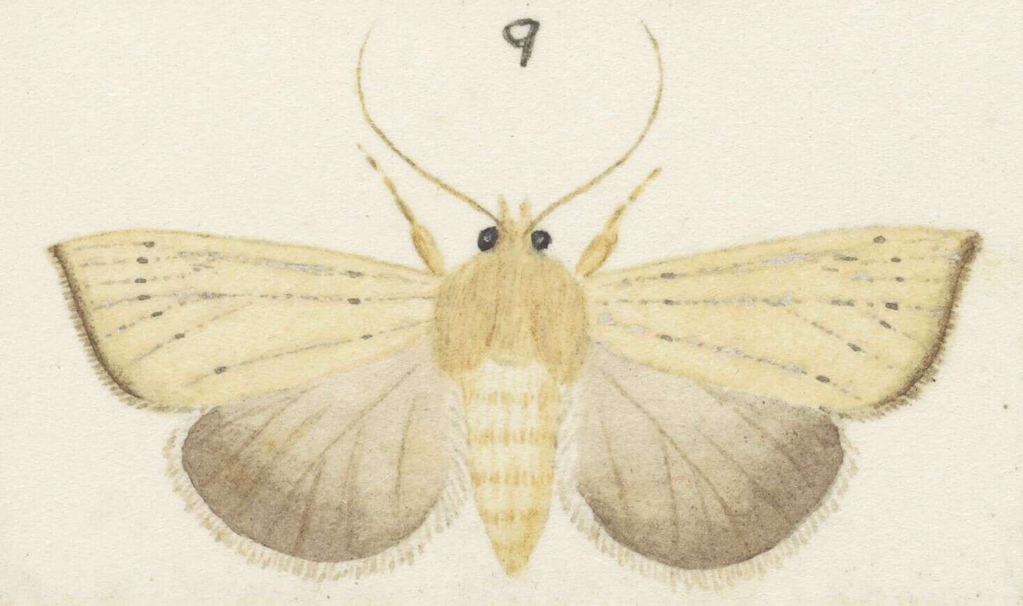 Image of Ichneutica blenheimensis