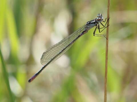 Image of Variable Bluet