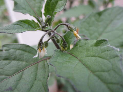 Image of European Black Nightshade