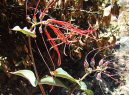 Image of Tristerix longebracteatus (Desr.) Barlow & Wiens