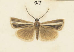 Image of Orocrambus tritonellus Meyrick 1901