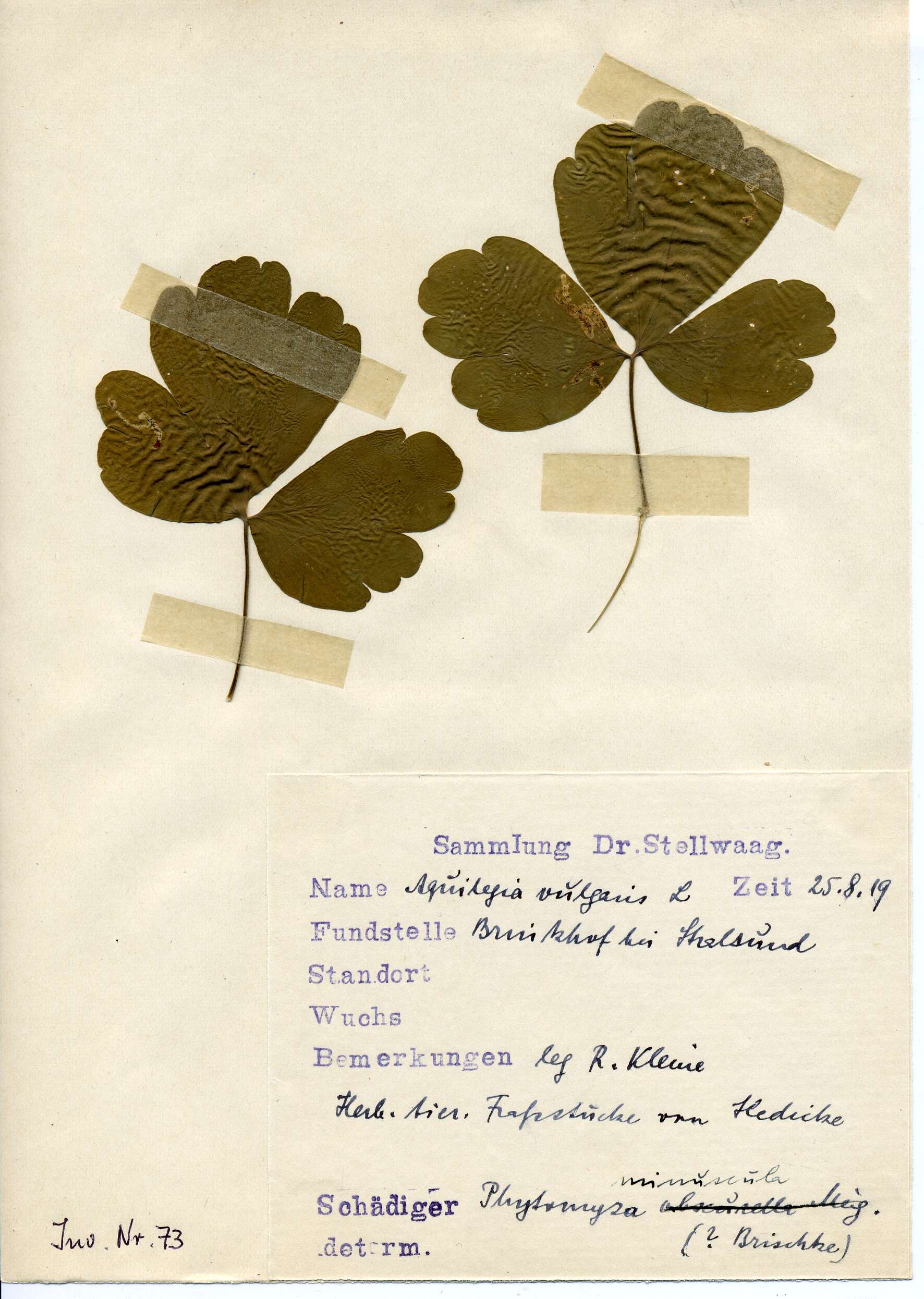 Image of Phytomyza minuscula Goureau 1851