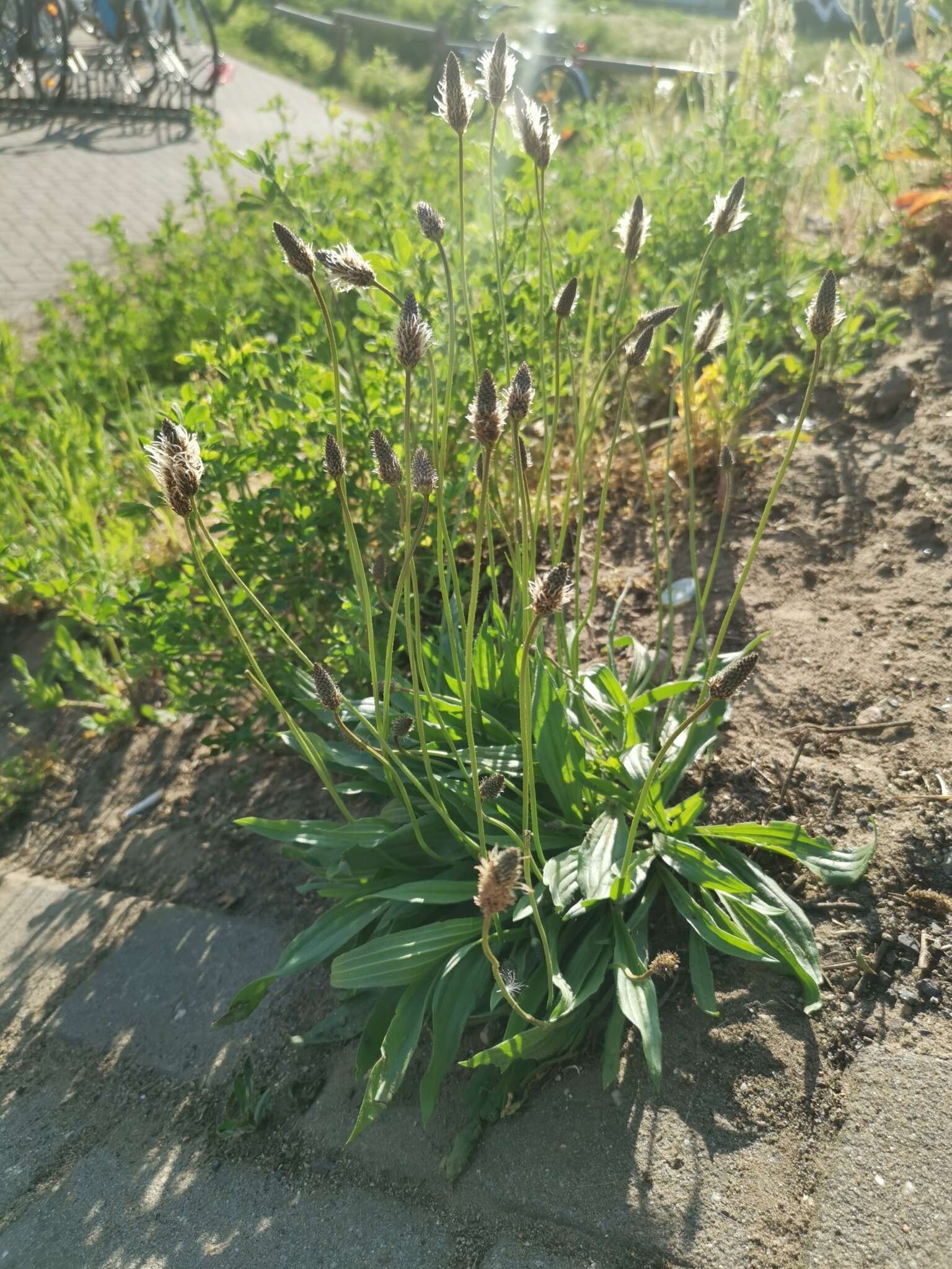 Image of Ribwort Plantain