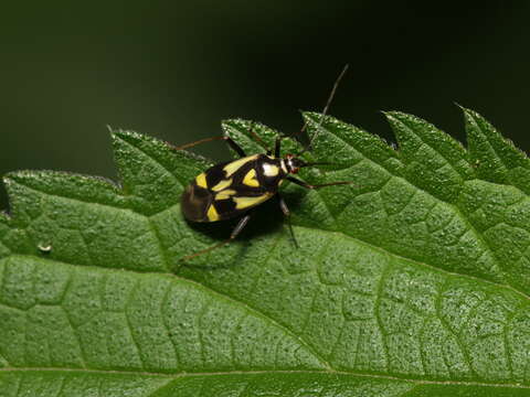 Image of Grypocoris sexguttatus (Fabricius 1777)