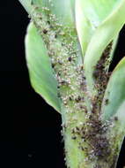 Image of Banana aphid