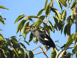 Image of Southern Hill Myna