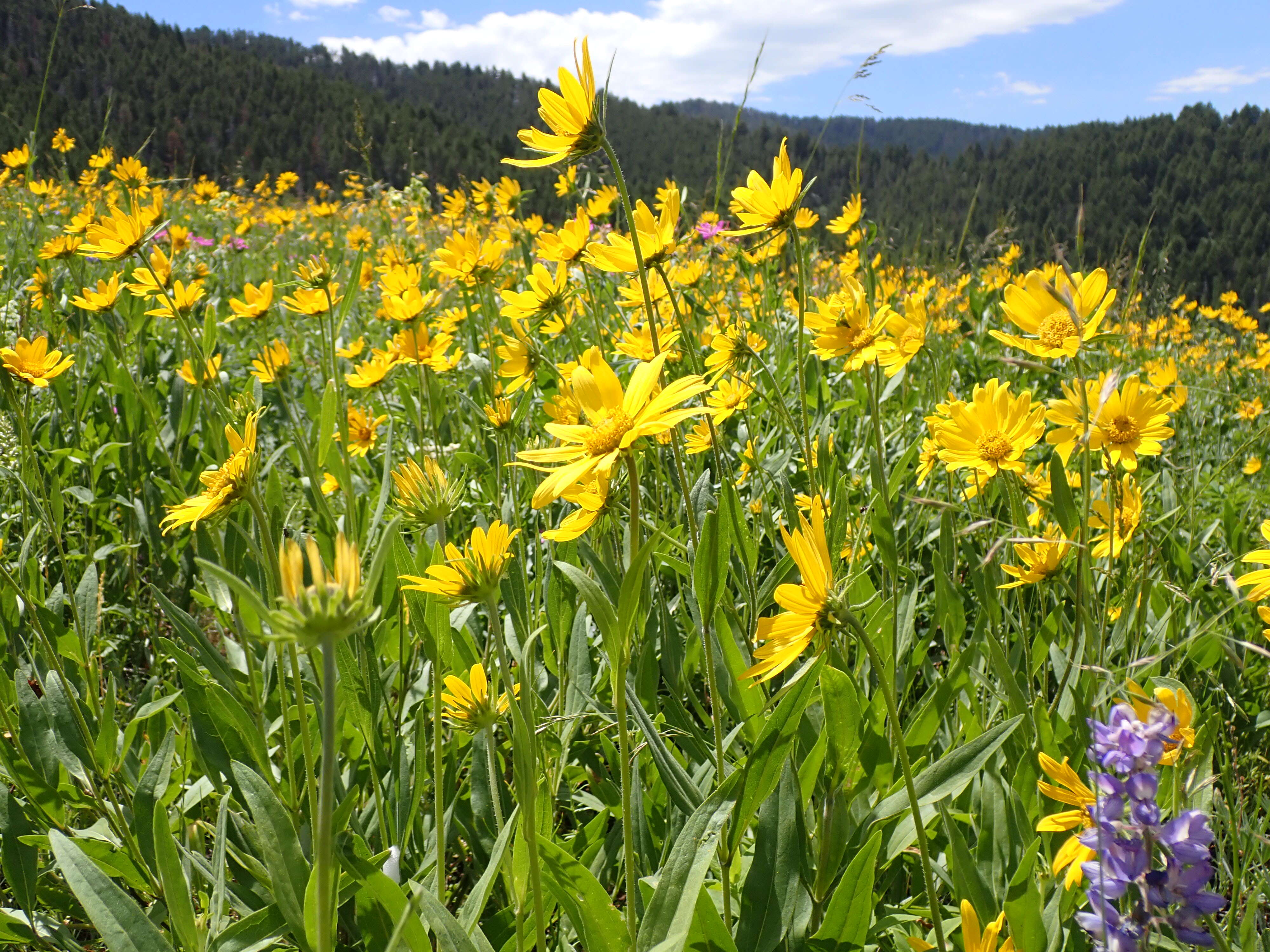 Sivun Helianthella uniflora (Nutt.) Torr. & A. Gray kuva