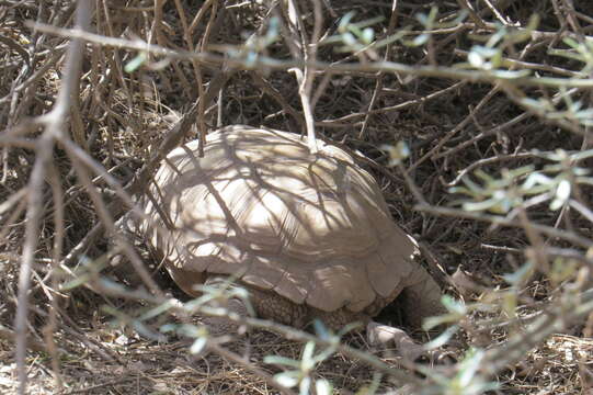 Image of Chilean Tortoise