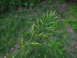 Image of fern-grass