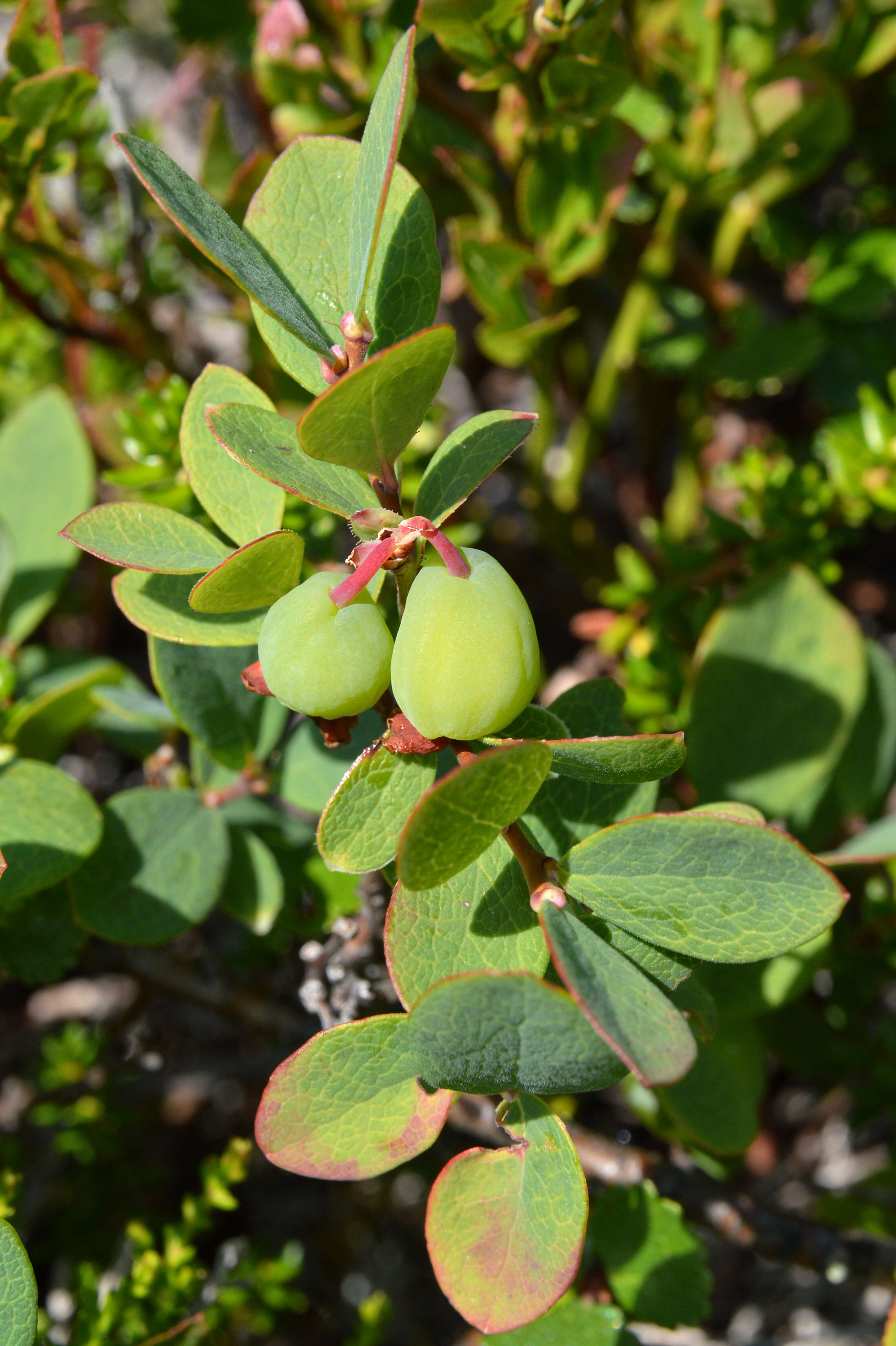 Image of alpine bilberry