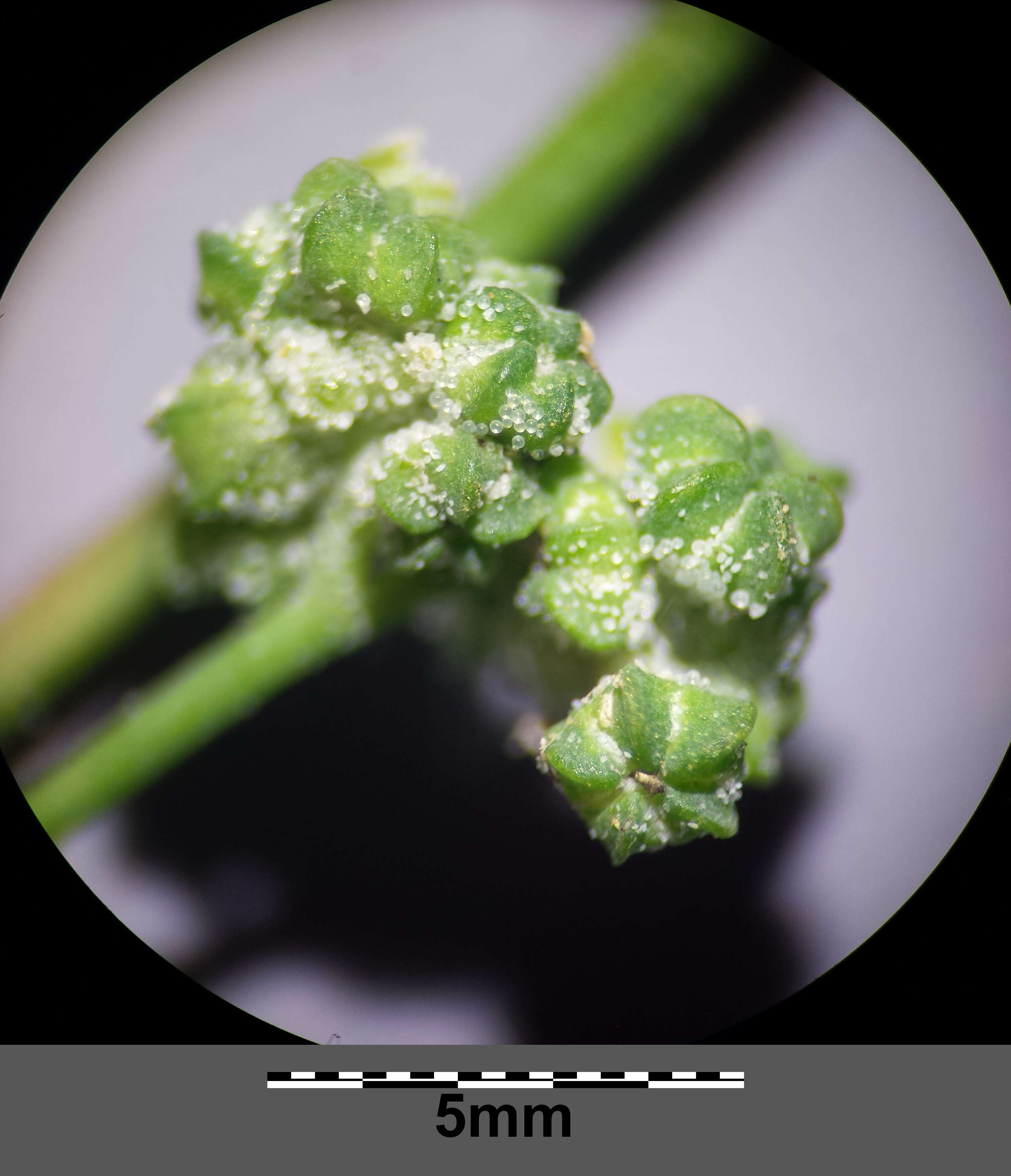 Plancia ëd Chenopodium opulifolium Schrader