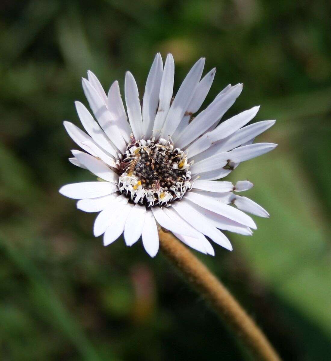 Image de Gerbera ambigua (Cass.) Sch. Bip.