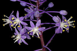 Image of Large blue squill