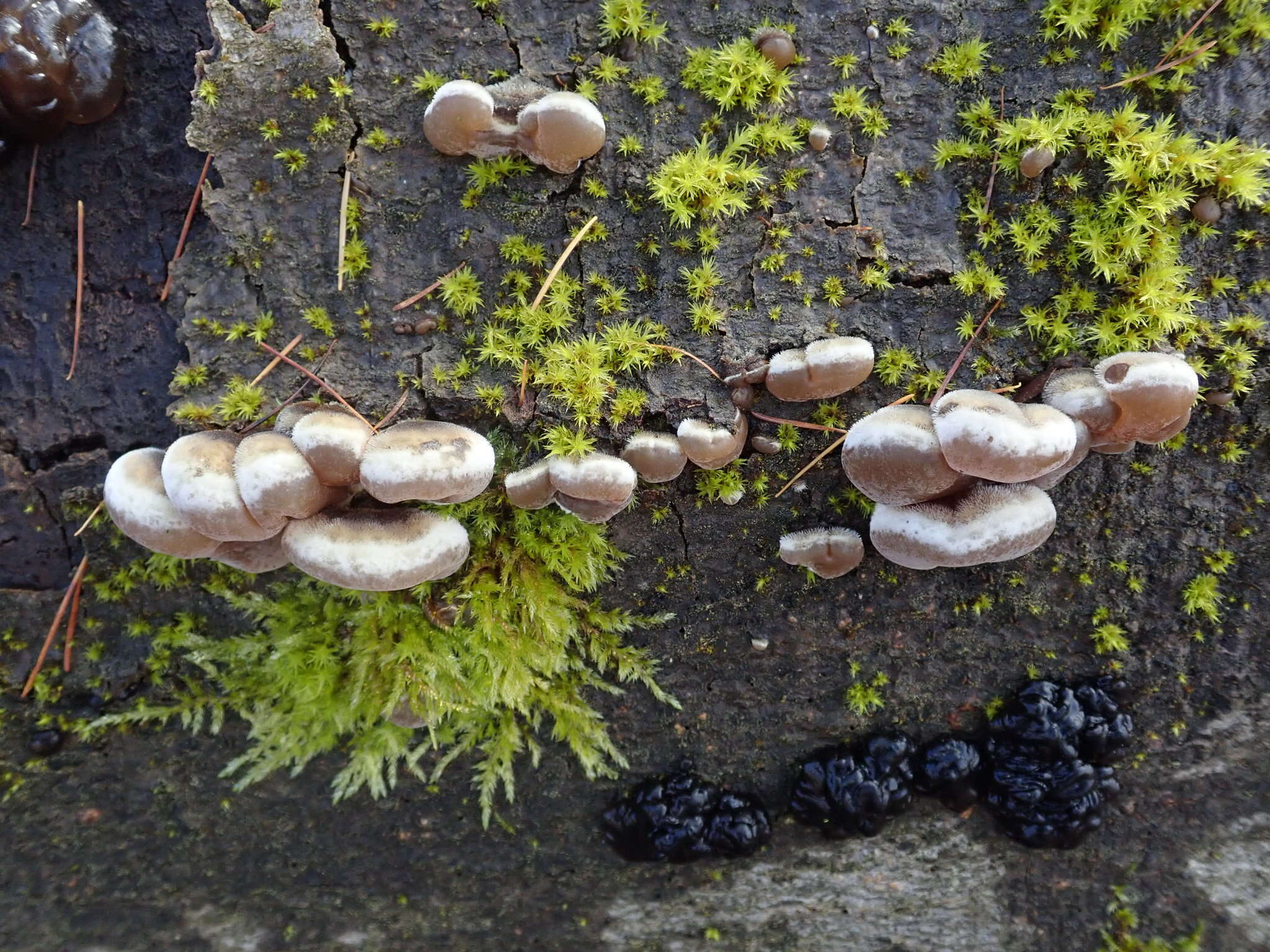 Image of Auricularia mesenterica (Dicks.) Pers. 1822