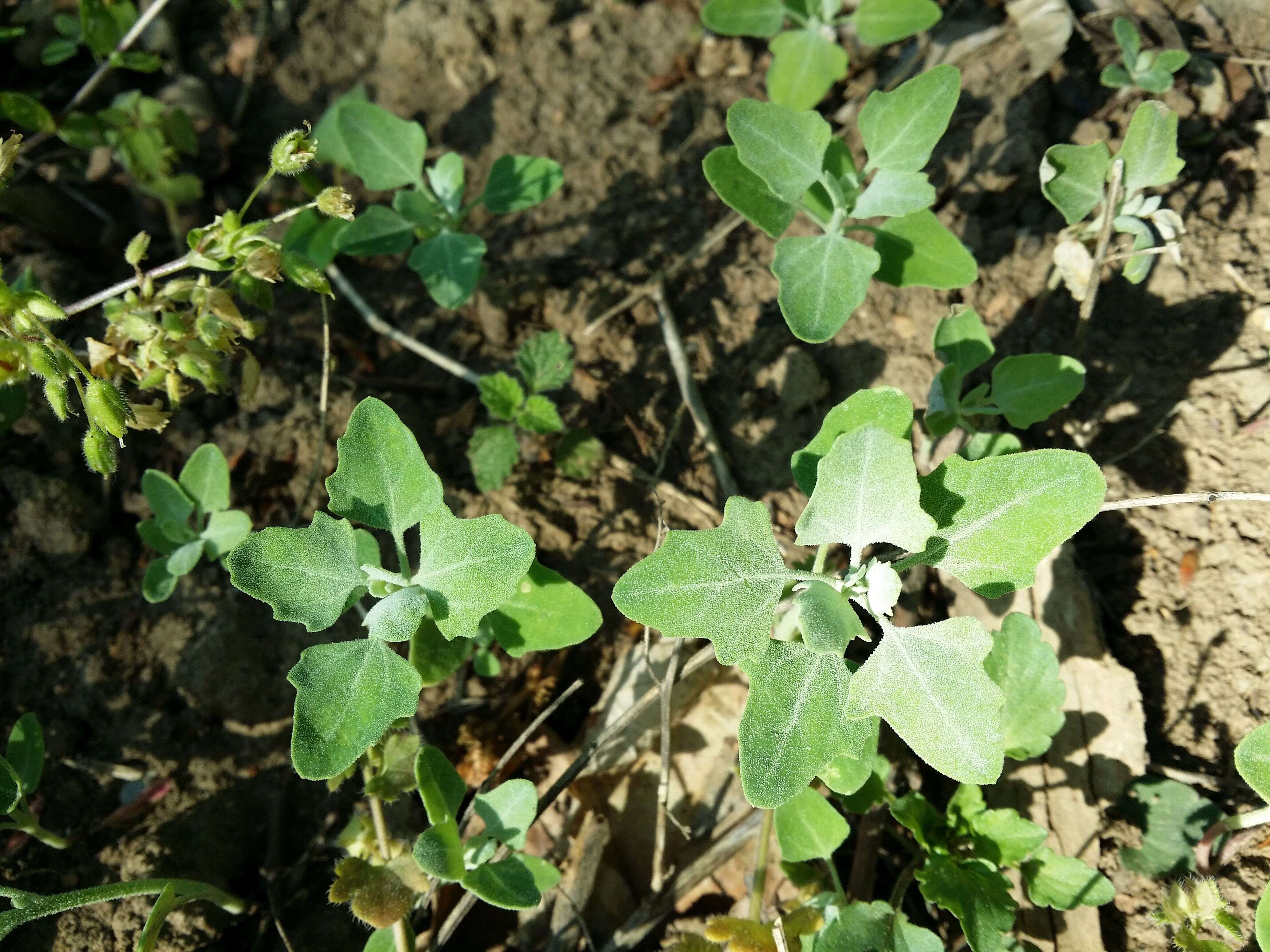 Image of Grey Goosefoot