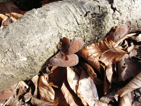 Image of Auricularia mesenterica (Dicks.) Pers. 1822