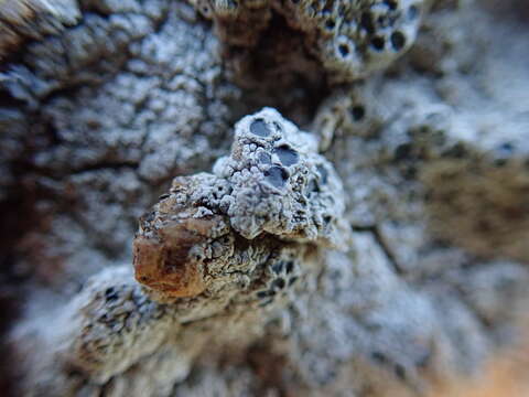 Image of Cow pie lichen