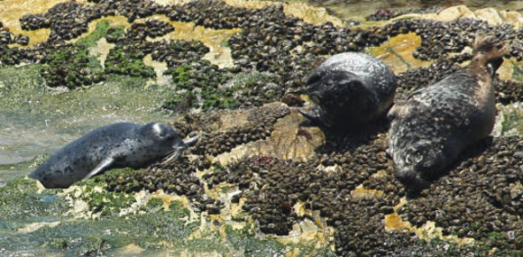 Image of Pacific harbor seal