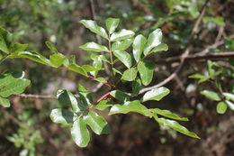 Image of <i>Pistacia lentiscus</i>