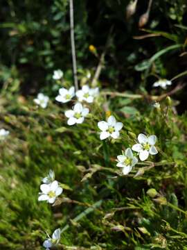 Image of Sabulina verna subsp. verna