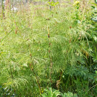 Image of Wood Horsetail