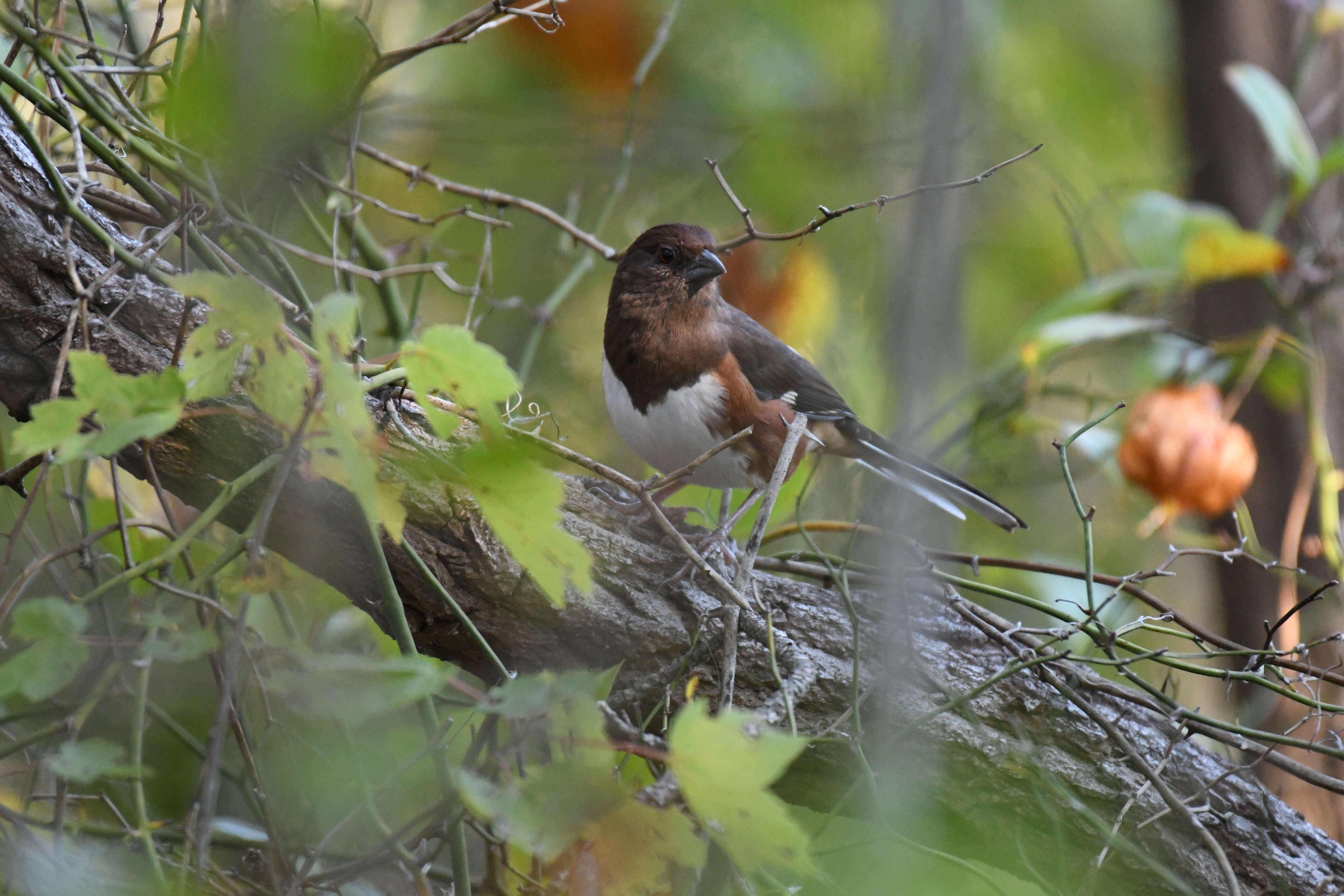 Image of Eastern Towhee