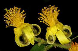 Image de Grewia hexamita Burret