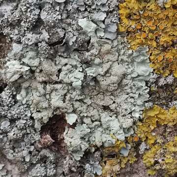 Image of Common greenshield lichen