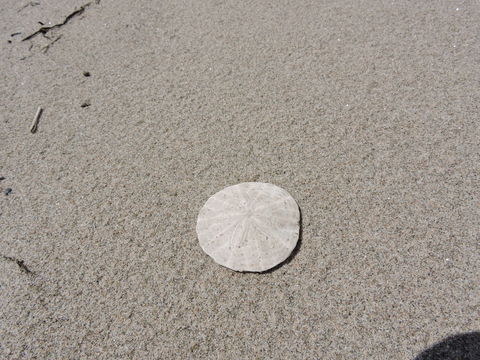 18.https www inaturalist org photos 3886363.580x360