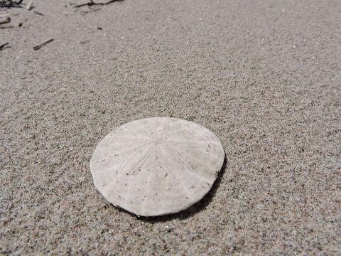 18.https www inaturalist org photos 3886365.580x360