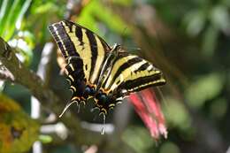 Sivun Papilio pilumnus Boisduval 1836 kuva