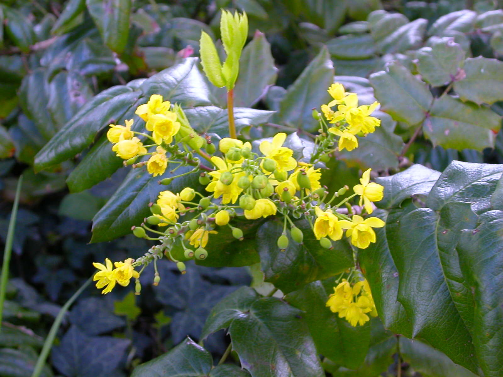 Image of Mahonia