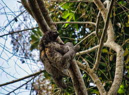 Image of Brown-throated Three-toed Sloth