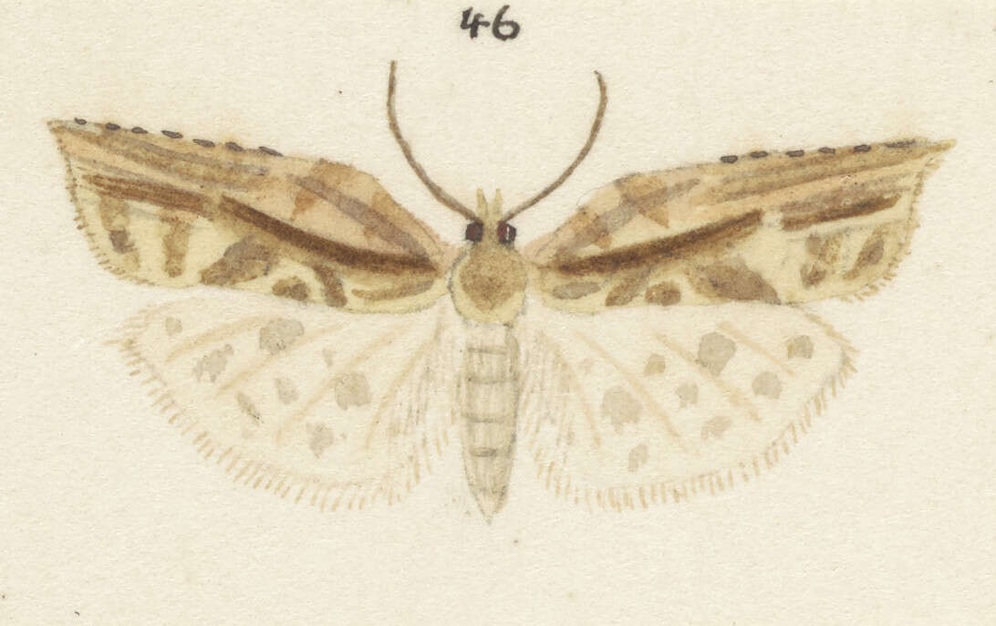 Image of brindled bell moth