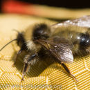 Image of Fernald's Cuckoo Bumble Bee