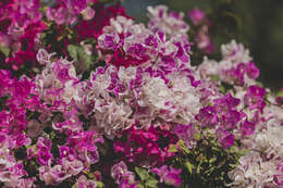 Слика од Bougainvillea