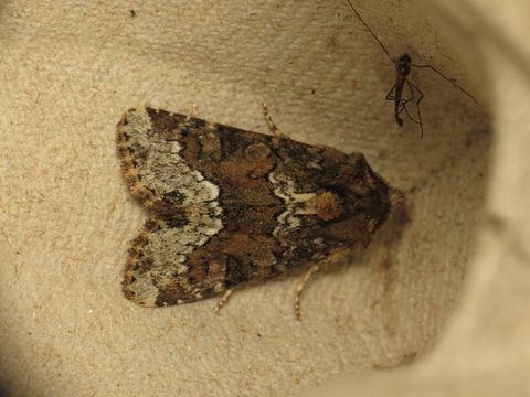 Image of Marbled Minor