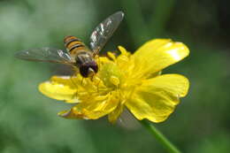 Image of Buttercup