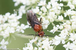 Image of Striped Alder Sawfly