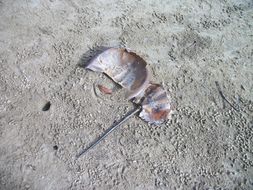 Image of Horseshoe Crab