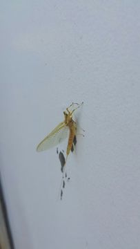 Image of Hexagenia Mayfly