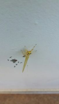 Image of Hexagenia Mayfly