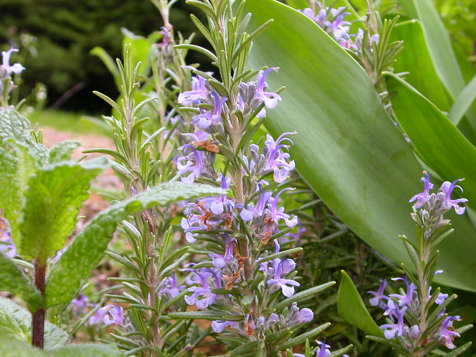 Image of Rosemary