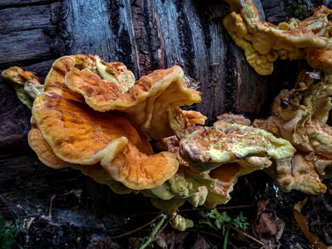 Image de Laetiporus